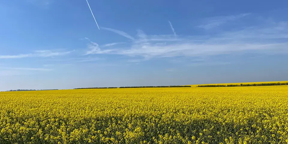 Oilseed Rape Fields